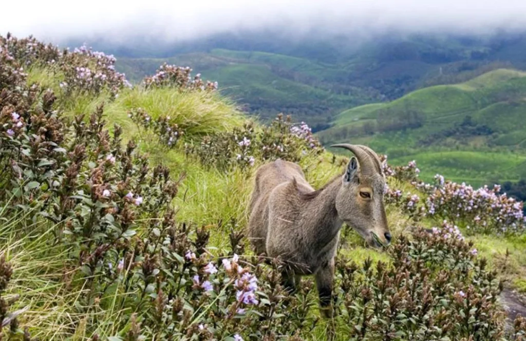 Chennai to Eravikulam National Park