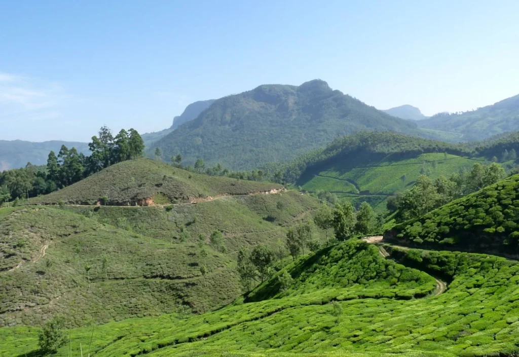 Chennai to Munnar Tea Museum