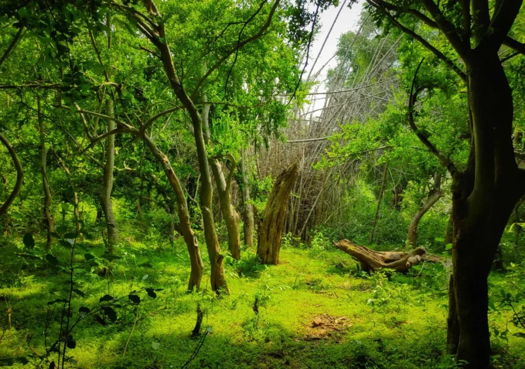 Javadi Hills