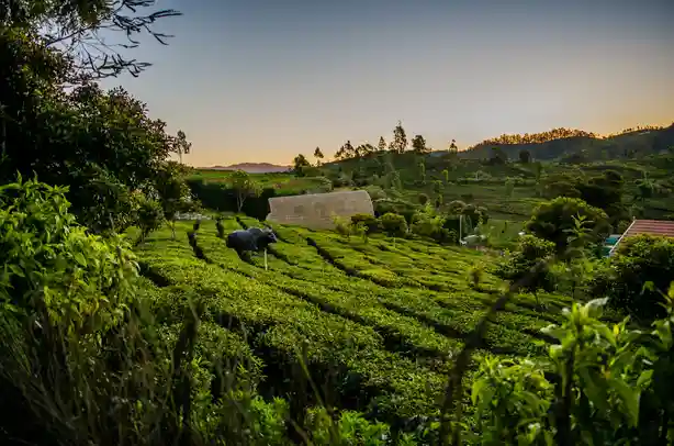 force urbania for outstation